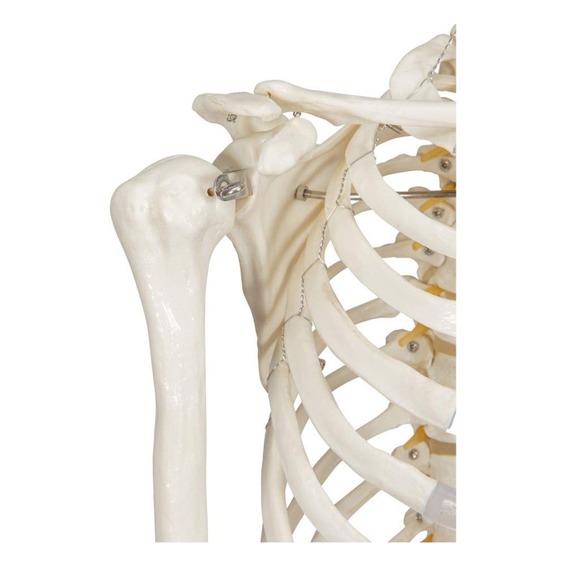 Buddy the Budget Skeleton-1021930 - Human Skeleton Anatomical Model -