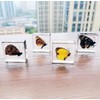 Real Insect Specimens Sets, Butterfly in Resin Paperweight Crafts, Animal