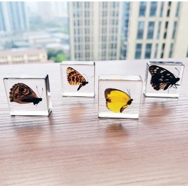 Real Insect Specimens Sets, Butterfly in Resin Paperweight Crafts, Animal Taxidermy Collection for Science Education & Desk Ornament (Sets 05)