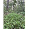 TnT Seed Company Slim Shady Mix Food Plot Seed, Seeds