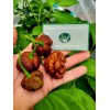 Carolina REAPER Chocolate Fire Pepper Seeds Super Hot 2.2+ Million