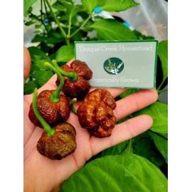 Carolina REAPER Chocolate Fire Pepper Seeds Super Hot 2.2+ Million Scoville SHU