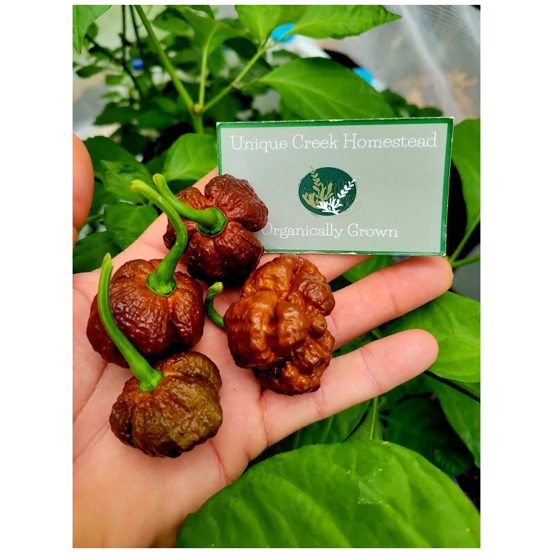 Carolina REAPER Chocolate Fire Pepper Seeds Super Hot 2.2+ Million