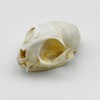 Real Animal Bone Specimen Natural Taxidermy Feline Skull for Science
