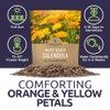 Calendula ‘Pacific Beauty Mix’ – Extra Large Packet – Over