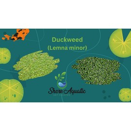 Duckweed (Lemna Minor) - 25/50/100 Live Plants by Shore Aquatic - Ideal for Aquariums, Ponds & Water Gardens (50+ clumps)