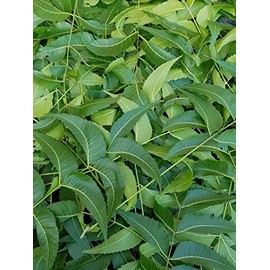 Fresh Neem Leaves, Azadirachta Indica, Margosa, from South Florida. (3 OZ)