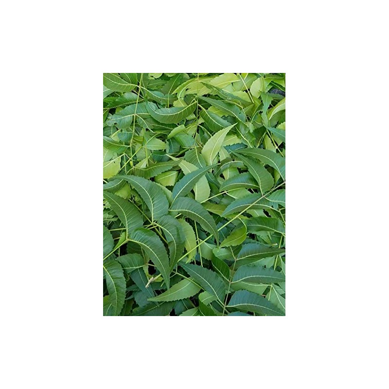 Fresh Neem Leaves, Azadirachta Indica, Margosa, from South Florida. (3