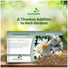 Outsidepride Roman Chamomile Seeds - 50000 Pcs Perennial, Drought Tolerant,