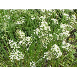 500 Garlic Chives Seeds Heirloom - Non-GMO - Always Fresh Seeds! - Planting Seeds for Home Vegetable & Herb Garden