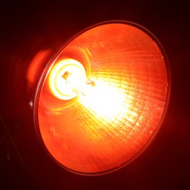 ExoRepti 3 Pack G9 Infrared Heat Lamp Bulbs for Reptile, Dimmable Night Red UVA Reptile Heat Lamp, 2 Pin Base Mini Reptile Light Bulb Replacement (50 Watt)