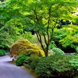 Japanese Maple Green Tree - 7 Gallon (Due to Agricultural Laws, we Cannot Ship to CA, AZ, AK, or HI)