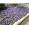 Ajuga Reptans Bronze Beauty | 3 Live Plants | Carpet