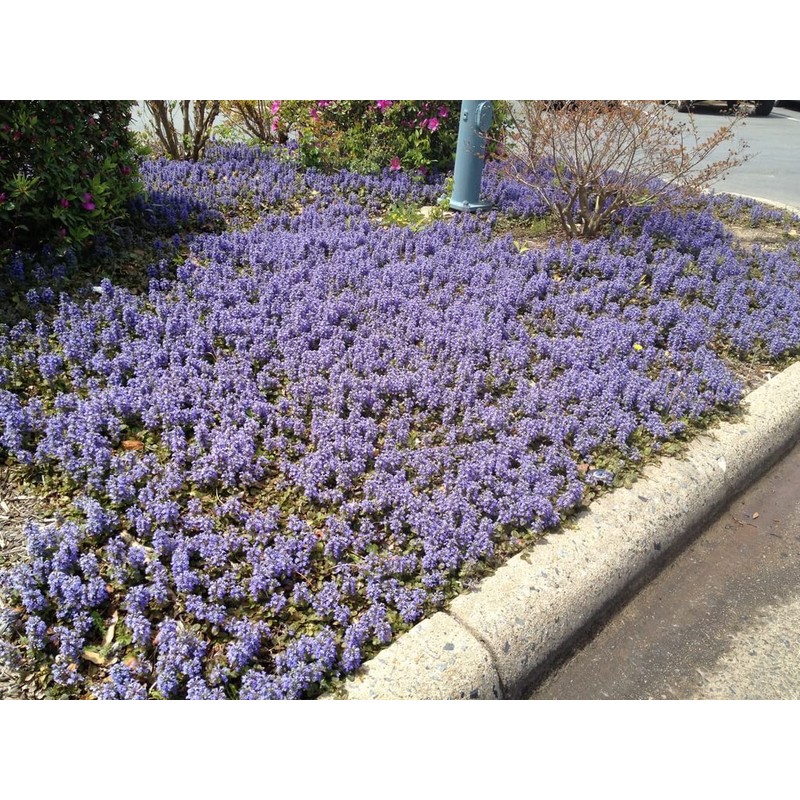 Ajuga Reptans Bronze Beauty | 3 Live Plants | Carpet