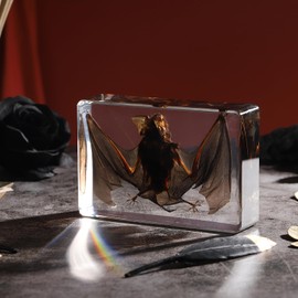 Taxidermy Bat, Real Bat Specimens Animal Specimen in Resin for Science Classroom Science Education, Great Gift for Fans of Taxidermy, Animal Skull, Oddities, Biology(5.3x3.5x1.3 Inch)