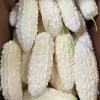 ZEshops 15pcs White Pearl Bitter Gourd Seeds Heirloom Balsam Pear