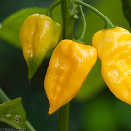 Lemon Habanero Hot Pepper Garden Seeds - 250 g Packet ~30 Seeds - Non-GMO, Heirloom Vegetable Gardening Seed