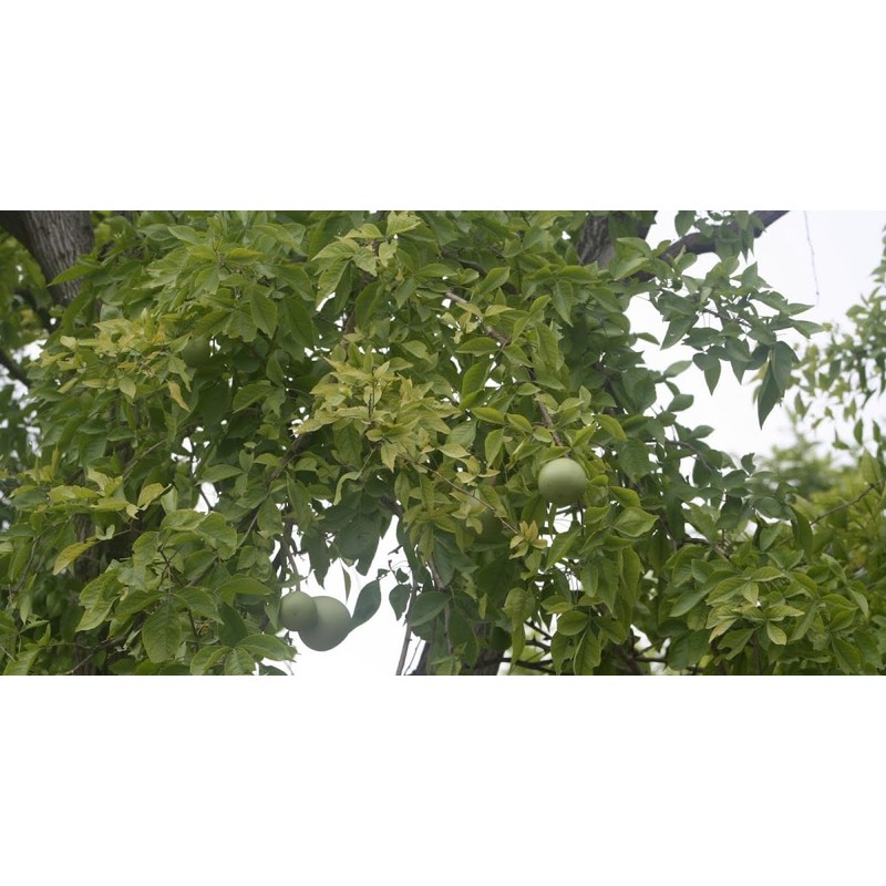 10 Seeds Bael Fruit Tree | Aegle marmelos Bengal Quince