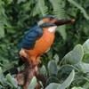 Vivid Arts Plant Pals - Kingfisher Plant Pal (PLP-104)