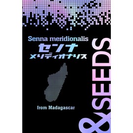 Senna Meridionalis (Sheath Treated Seeds) Legumes (100)