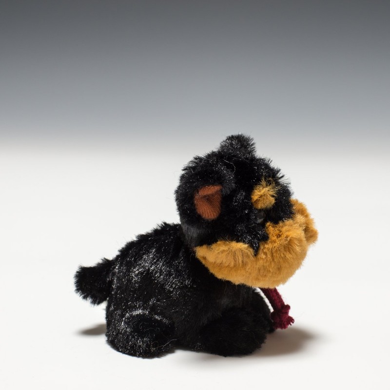 Candy Fontaine Yorkshire Terrier