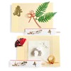 nervousrhinos Beginning Eating Ornament Set, Sea Bream, Teething Stone, 100th
