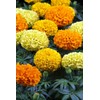 NIKA SEEDS - Flowers Mexican Marigold Cool Mix Annual -