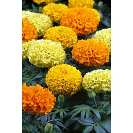NIKA SEEDS - Flowers Mexican Marigold Cool Mix Annual - 350 Seeds