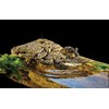 Exo Terra Turtle Bank Magnetic Floating Island - Small