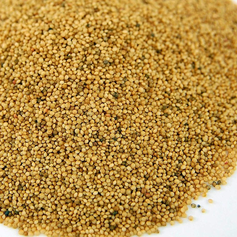 Organic Amaranth Seeds- 1 Lbs- Grain Seed for Sprouting Sprouts,