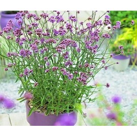 Little Seed Store 501+PURPLETOP VERVAIN Flower Seeds Native Wildflower Herb Tea Drought Container
