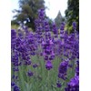 True English Lavender Vera Nice Garden Flower by Seed Kingdom