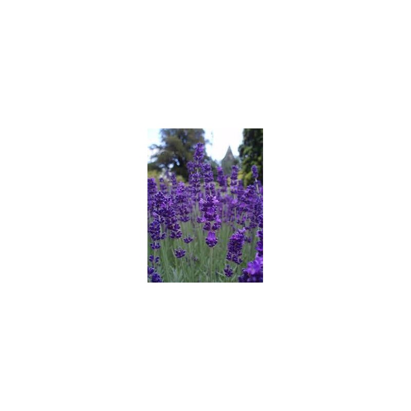 True English Lavender Vera Nice Garden Flower by Seed Kingdom