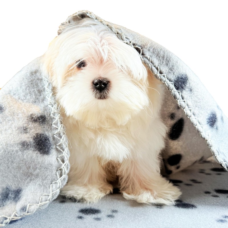 TBK Pets Double-Sided Fleece Pet Blanket, Soft Snuggle Blanket for
