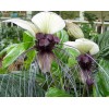 Buy Rare Seeds Tacca integrifolia | White Bat Flower |