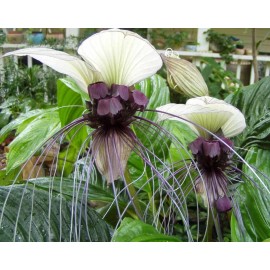 Buy Rare Seeds Tacca integrifolia | White Bat Flower | 20_Seeds