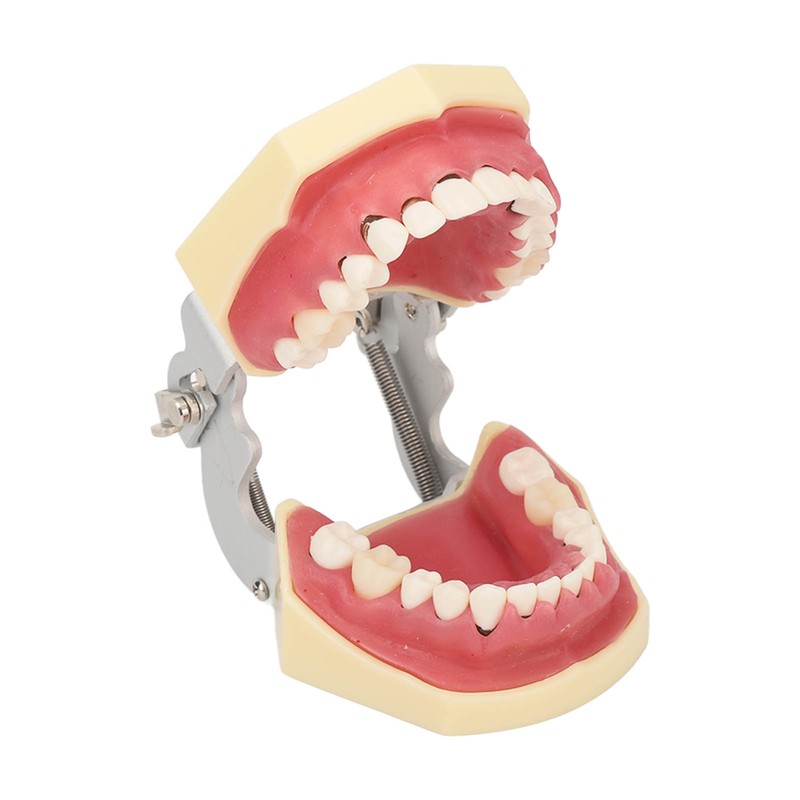 Periodontal Disease Teeth Resin Model Dental Demonstration Teeth Model for