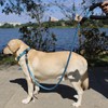 Slip Rope Dog Lead with Comfortable Padded Handle,1.5/2 m Reflective