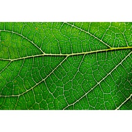 Antler Farms – 100% Natural 12,000 mg Liquid Chlorophyll Drops, Concentrated Extract 2-8X Stronger, 60 Servings, 2 oz - Immune Support, Energy Booster, Detox, Fresh Mint Flavor