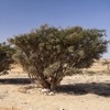 Boswellia Powder Frankincense Indian Boswellia Powder Pill Boswellia Tree 500g