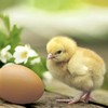 Servietten Frühling 20 Napkins Natural Chick on the Egg Animals