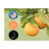 Sweet Orange Essential Oil - 16 fl oz (473 ml)