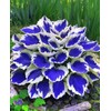 100+ Hosta Seeds for Planting Outdoors, Mixed Color Rare Perennial