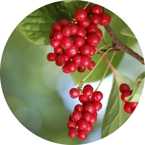 Living Libations Schizandra Berry Essential Oil, 15ml