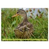 Possierliche Stockenten (Wandkalender 2026 DIN A4 quer), CALVENDO Monatskalender