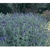 2 Globe Thistle Plant (Echinops ritro) Flowers Plant,Root