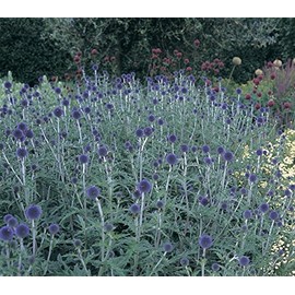 2 Globe Thistle Plant (Echinops ritro) Flowers Plant,Root