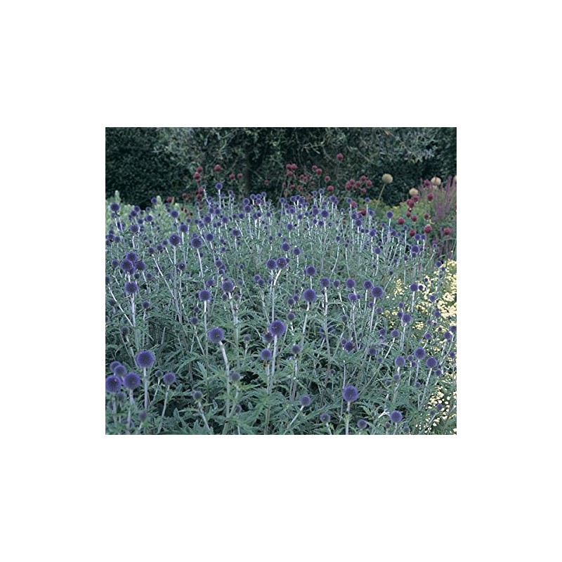 2 Globe Thistle Plant (Echinops ritro) Flowers Plant,Root