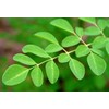 Starwest Botanicals Starwest Botanicals Certified Organic Moringa Oleifera Leaf |