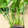 Planterest - Anubias Barteri Striped Mother Potted XXL Live Aquarium